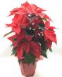 NO.9740<br>ポインセチア鉢<br>【 赤系 】